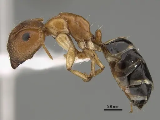 Camponotus mackayensis - CASENT0887741