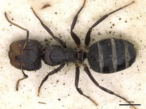 Camponotus mackayensis - CASENT0906942