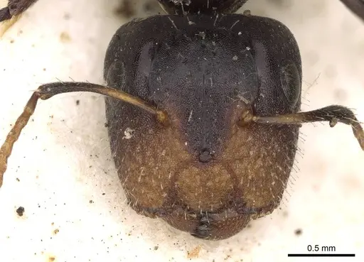 Camponotus mackayensis - CASENT0906942