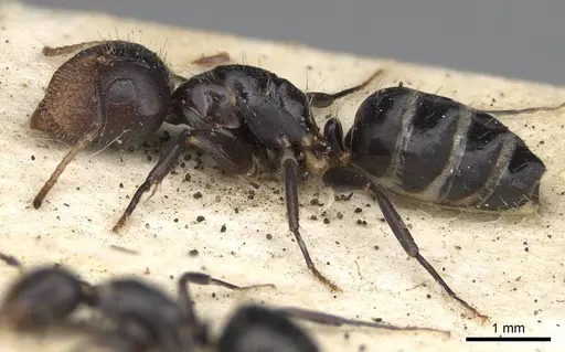 Camponotus mackayensis - CASENT0906942