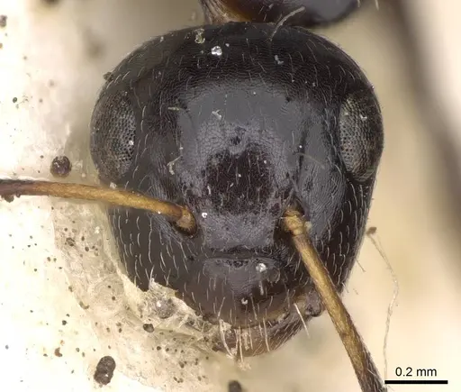 Camponotus mackayensis - CASENT0906943