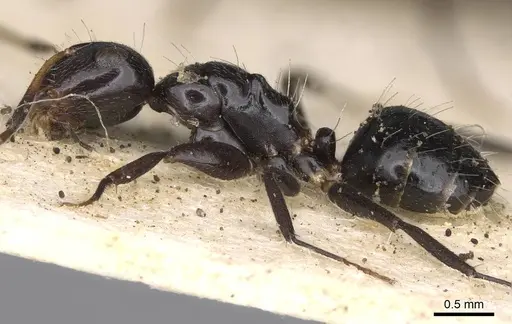 Camponotus mackayensis - CASENT0906943