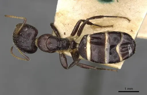 Camponotus mackayensis - CASENT0910530