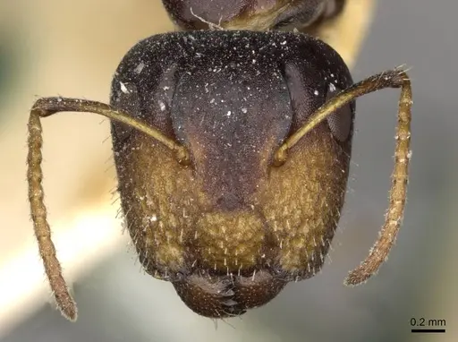 Camponotus mackayensis - CASENT0910530