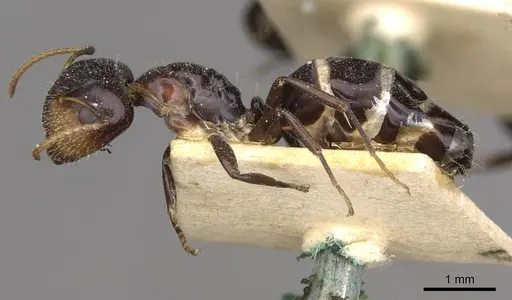 Camponotus mackayensis - CASENT0910530