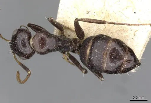 Camponotus mackayensis - CASENT0910531