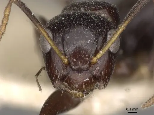 Camponotus mackayensis - CASENT0910531