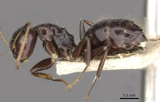 Camponotus mackayensis - CASENT0910531