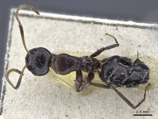 Camponotus mackayensis - CASENT0916629