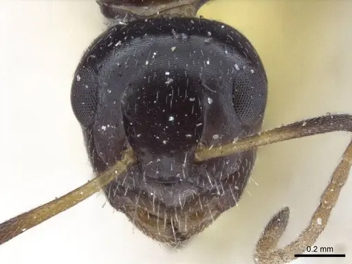 Camponotus mackayensis - CASENT0916629