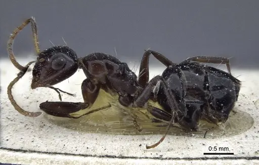 Camponotus mackayensis - CASENT0916629