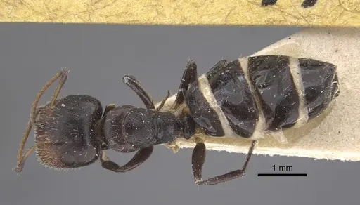 Camponotus mackayensis - CASENT0917861