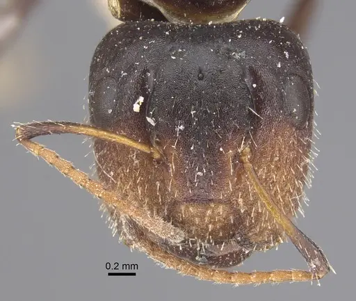 Camponotus mackayensis - CASENT0917861