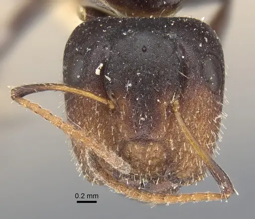 Camponotus mackayensis - CASENT0917861