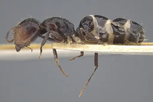 Camponotus mackayensis - CASENT0917861