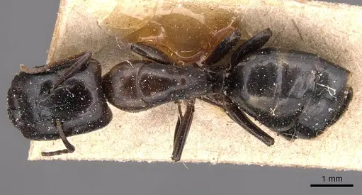 Camponotus macrocephalus specimen
