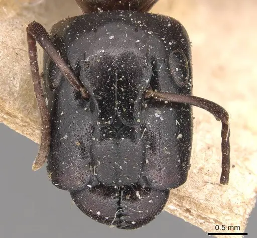 Camponotus macrocephalus specimen
