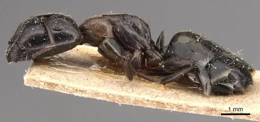 Camponotus macrocephalus specimen