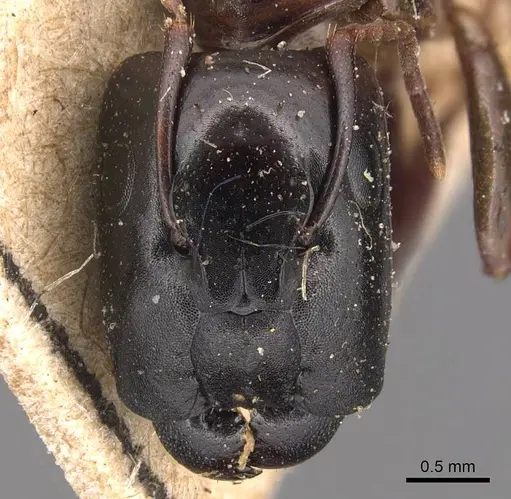 Camponotus macrocephalus - CASENT0905494