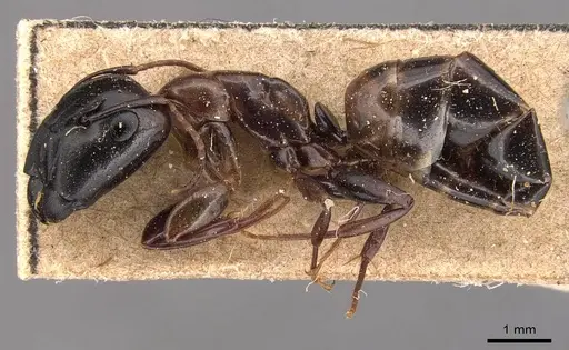 Camponotus macrocephalus - CASENT0905494