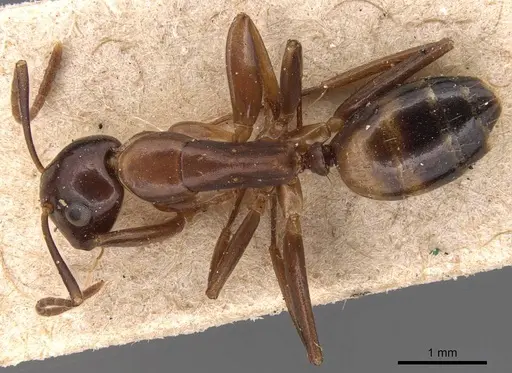 Camponotus macrocephalus - CASENT0905495