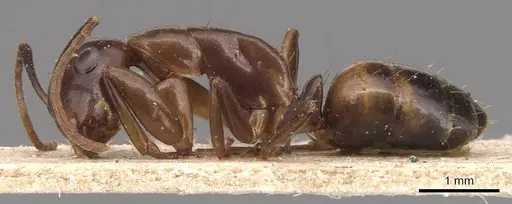 Camponotus macrocephalus - CASENT0905495