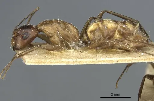 Camponotus macrocephalus - CASENT0911881