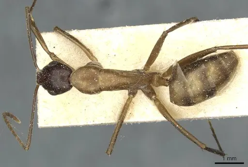 Camponotus macrocephalus - CASENT0911882