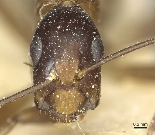 Camponotus macrocephalus - CASENT0911882