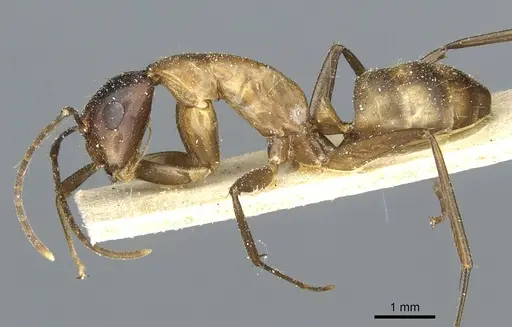 Camponotus macrocephalus - CASENT0911882