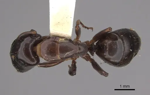 Camponotus macrocephalus - CASENT0923538