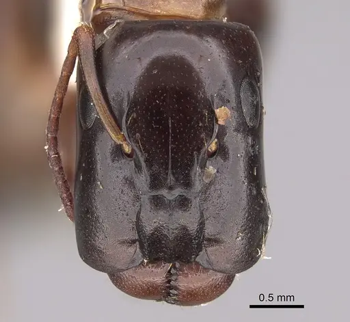 Camponotus macrocephalus - CASENT0923538