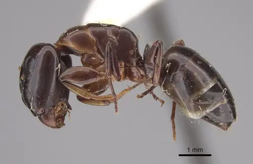 Camponotus macrocephalus - CASENT0923538