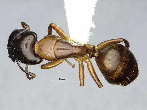 Camponotus macrocephalus - CASENT4032237