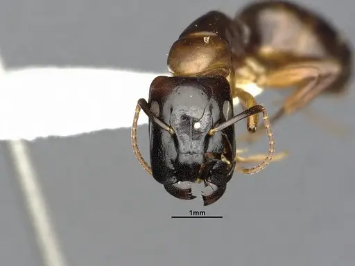 Camponotus macrocephalus - CASENT4032237