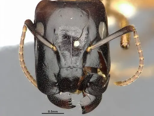 Camponotus macrocephalus - CASENT4032237