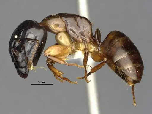 Camponotus macrocephalus - CASENT4032237
