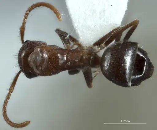 Camponotus macrocephalus - JDM32-001255