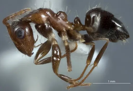 Camponotus macrocephalus - JDM32-001255