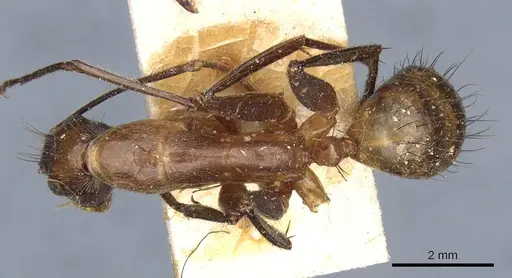 Camponotus macrochaeta specimen