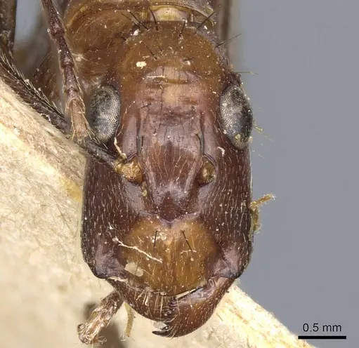 Camponotus macrochaeta specimen