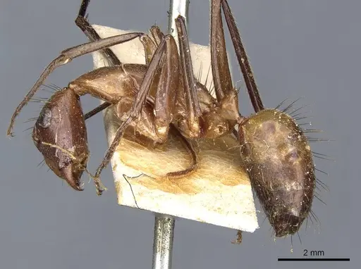 Camponotus macrochaeta specimen
