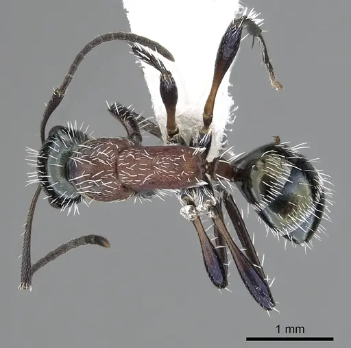 Camponotus macromischoides specimen