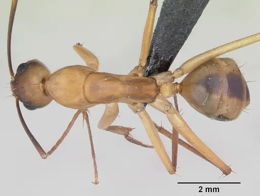Camponotus maculatus specimen