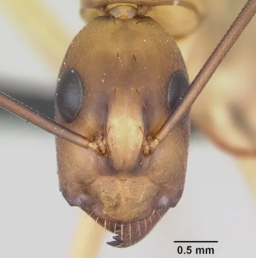 Camponotus maculatus specimen