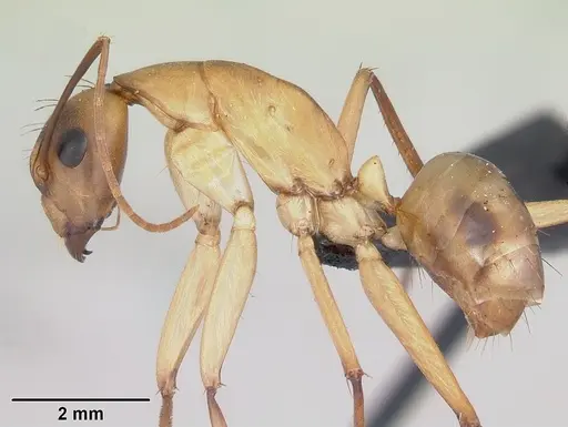 Camponotus maculatus specimen