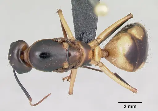 Camponotus maculatus - CASENT0055751