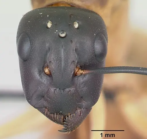 Camponotus maculatus - CASENT0055751
