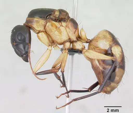 Camponotus maculatus - CASENT0055751