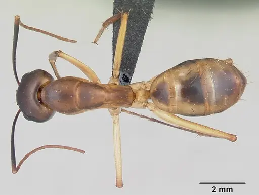 Camponotus maculatus - CASENT0055753